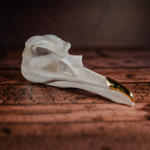 Load image into Gallery viewer, raven skull jewellery holder at the real mary kings close on a wooden slatted table