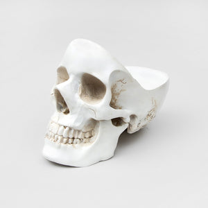bone white skull tidy against a white backdrop 